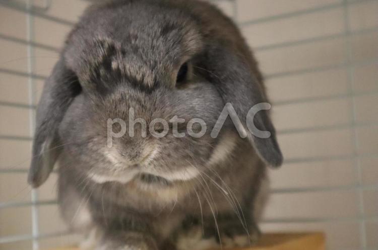 木のトンネルで休むうさぎ。 うさぎ,小動物,動物の写真素材