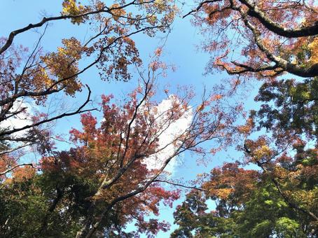 下から見上げる箱根の紅葉の写真