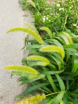 ねこじゃらし ねこじゃらし,草,エノコログサの写真素材