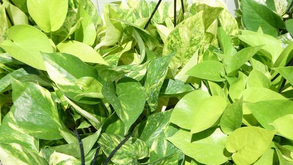 ポトスの葉 観葉植物 グリーン ポトスの葉 観葉植物 グリーンの写真