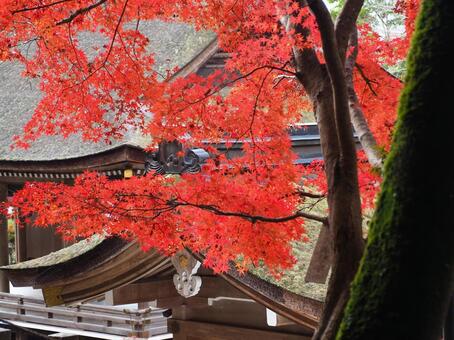 紅葉20 紅葉,もみじ,秋色の写真素材