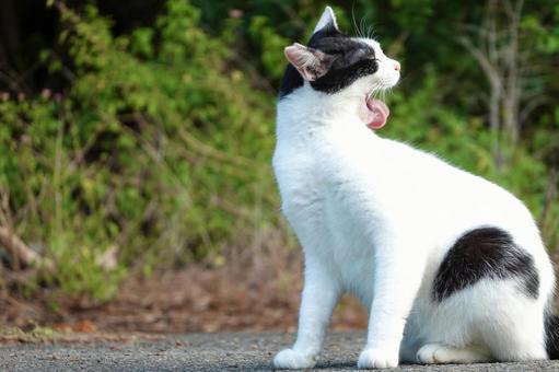 背中を舐める白黒猫 背中を舐める白黒猫 ネコ,保護猫,猫の写真素材