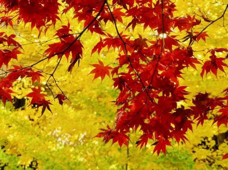 紅葉　銀杏ともみじ 紅葉,もみじ,銀杏の写真素材
