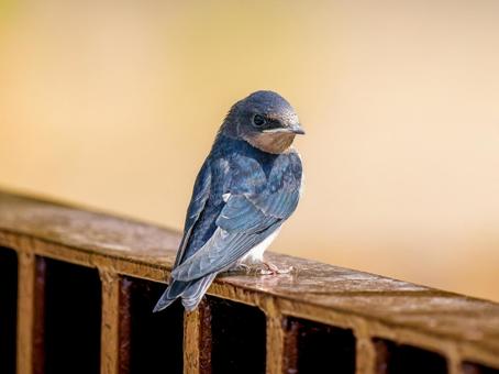柵にとまるツバメ ツバメ,燕,野鳥の写真素材