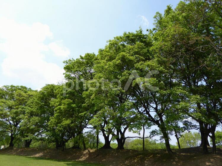 公園の木 公園,グランド,木の写真素材