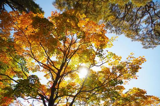 紅葉 紅葉の写真