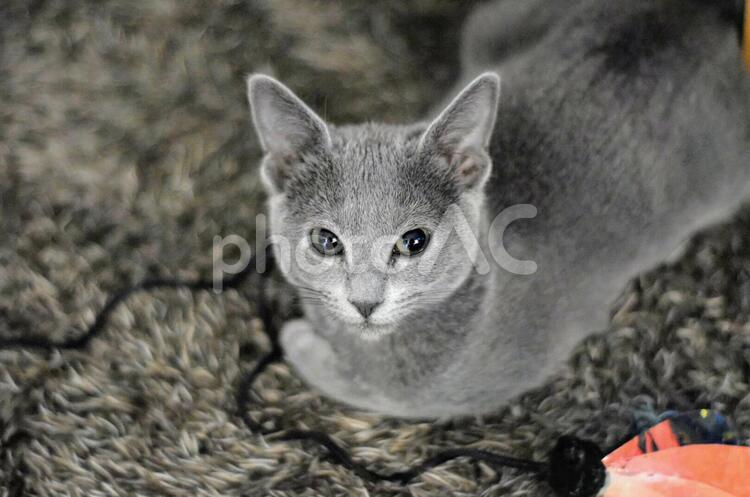 おもちゃ前でおすわりするロシアンブルーの子猫 ロシアンブルー,猫,子猫の写真素材
