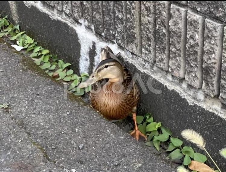 野生のカモ 自然,粗い,壁紙の写真素材