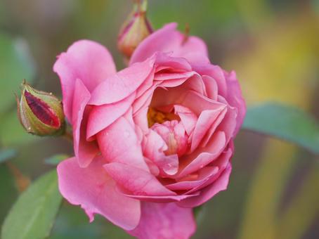 ライラック色のバラ　あおい② バラ,薔薇,花の写真素材