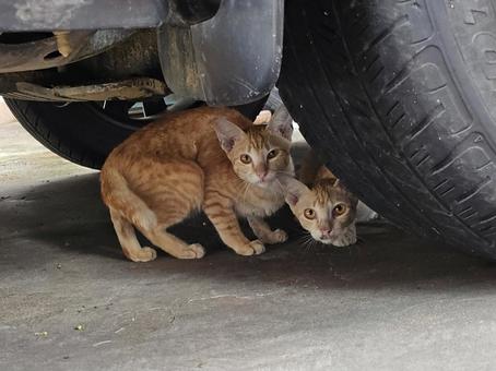 警戒中のカンボジアの子猫たち 猫,子ネコ,子猫の写真素材