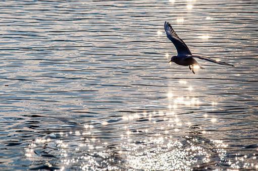 Sparkling water surface and flapping seagulls, JPG