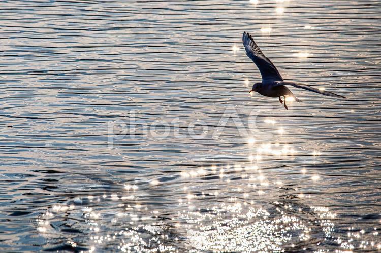 キラキラの水面と羽ばたくカモメ 眩しい,かもめ,カモメの写真素材