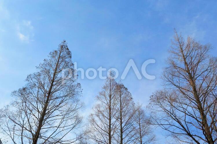 青空　枯れ木　背景 枯れ木,木,青空の写真素材
