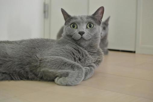片手を曲げる猫(ロシアンブルー) 片手を曲げる猫(ロシアンブルー)の写真