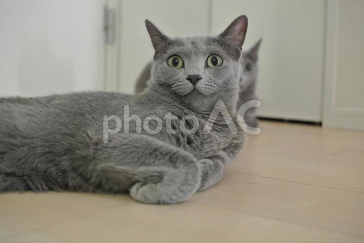 片手を曲げる猫（ロシアンブルー） 猫,ロシアンブルー,動物の写真素材