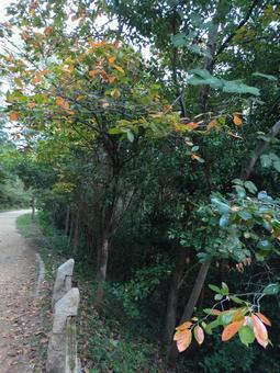 少し紅葉の写真