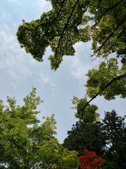 高野山 空 高野山 空 夏,空,自然の写真素材