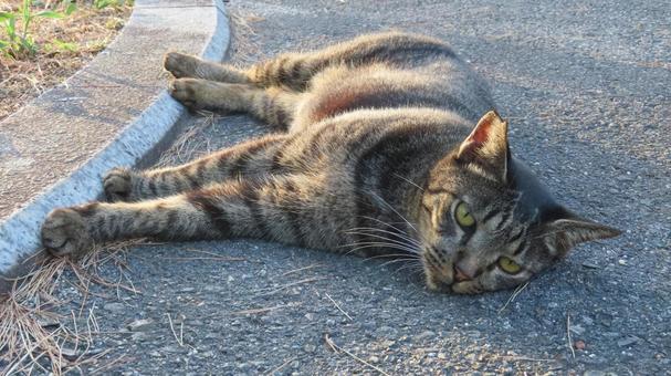 夕日を浴びて物思いに耽るもふもふな猫様 夕日を浴びて物思いに耽るもふもふな猫様 猫,キジトラ,寝転ぶの写真素材