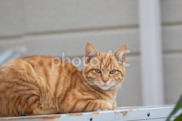 カメラ目線でこちらを見る茶色の野良猫 野良猫,座る,茶色の写真素材