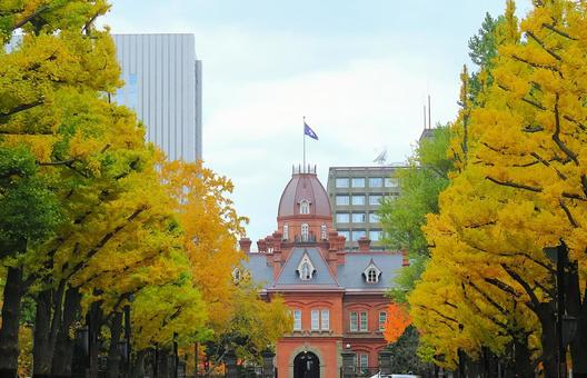 秋の北海道　北海道庁赤れんが庁舎 秋,紅葉,イチョウ並木の写真素材