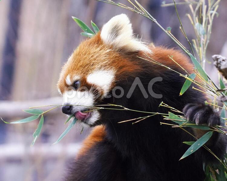 円山動物園の人気者 レッサーパンダ,動物,哺乳類の写真素材