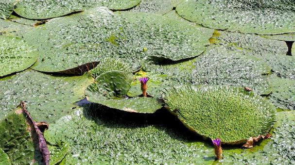 水元公園のオニバス池・紫色の花(葛飾区) 水元公園のオニバス池・紫色の花(葛飾区) 夏,水元公園,オニバス池の写真素材