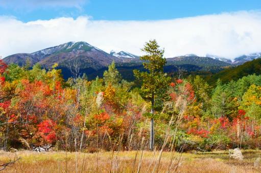 乗鞍高原の紅葉 乗鞍高原の紅葉 秋,オータム,紅葉の写真素材