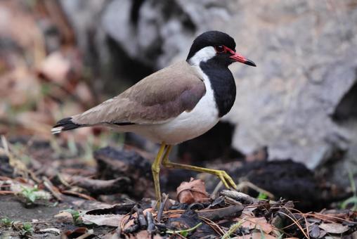 インドトサカゲリの写真