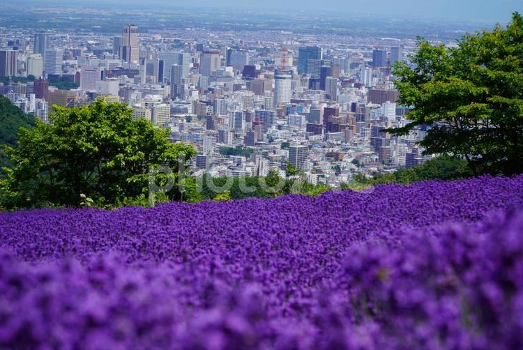 ラベンダーと札幌の街並み ラベンダー,風景,自然の写真素材