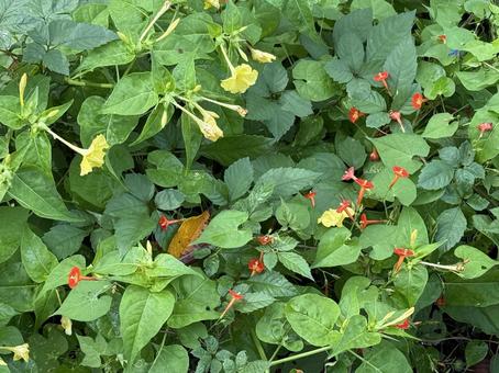 ルコウソウと黄花オシロイバナ ルコウソウと黄花オシロイバナ 散歩,つる草,オシロイバナの写真素材