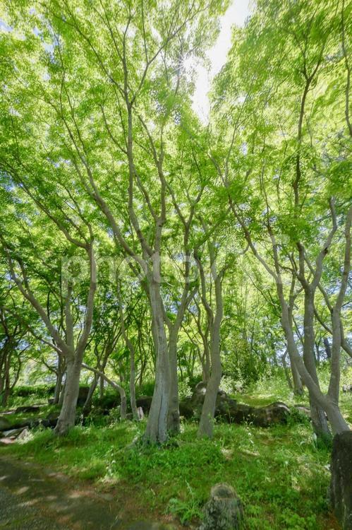 新緑に包まれる森の道 新緑,森,林の写真素材