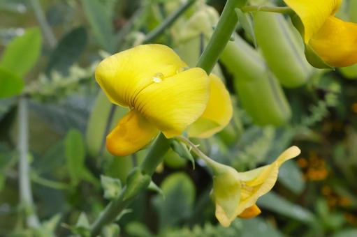 コガネタヌキマメの花 夏から秋 庭や畑 コガネタヌキマメの花 夏から秋 庭や畑 コガネタヌキマメ,花,黄色の写真素材