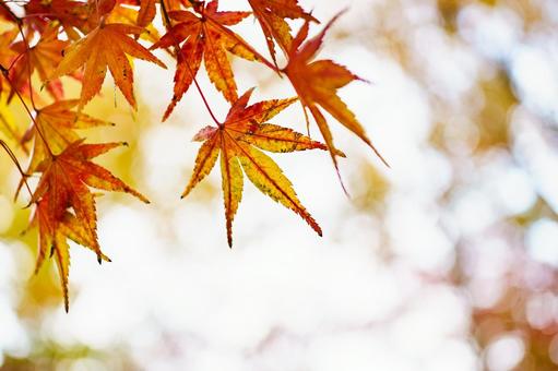 紅葉 紅葉の写真