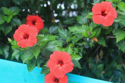 ハワイの花、ハイビスカス満開 ハワイの花、ハイビスカス満開の写真