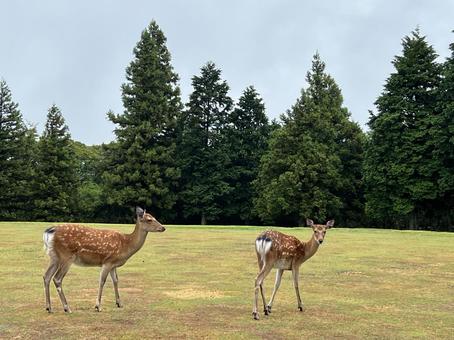 芝生に佇む二頭の鹿 鹿,シカ,動物の写真素材