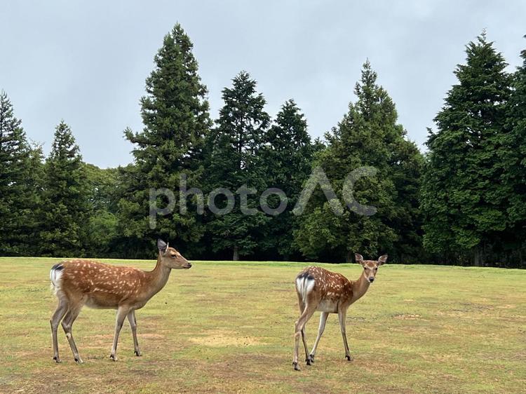 芝生に佇む二頭の鹿 鹿,シカ,動物の写真素材