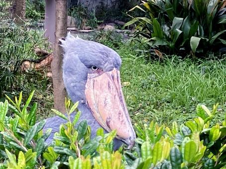 ハシビロコウ ハシビロコウ 上野動物園,ハシビロコウ,くちばしの写真素材