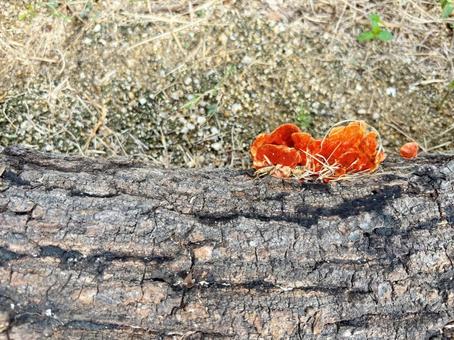 ヒイロタケ ヒイロタケ ヒイロタケ,緋色茸,きのこの写真素材