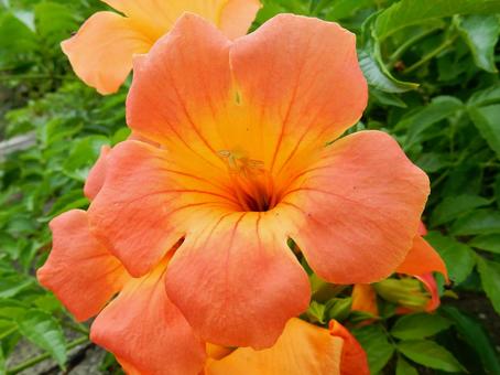【花の写真】ノウゼンカズラ(凌霄花) 【花の写真】ノウゼンカズラ(凌霄花) ノウゼンカズラ,凌霄花,自然の写真素材