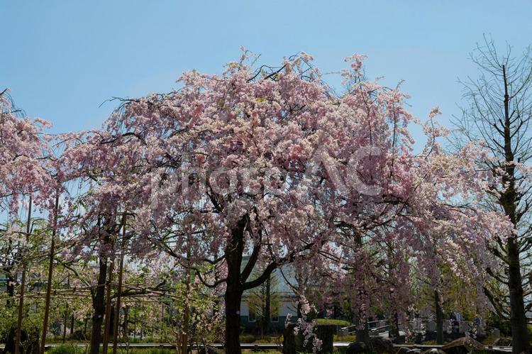 しだれ桜 しだれ桜,シダレザクラ,桜の写真素材