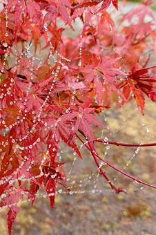 もみじと蜘蛛の巣 秋,もみじ,自然の写真素材