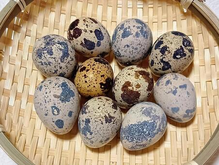 うずら卵 卵,たまご,生卵の写真素材