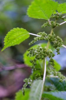 アオミズ アオミズ,青水,青みずの写真素材