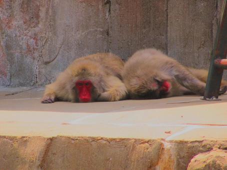 サル サルの写真