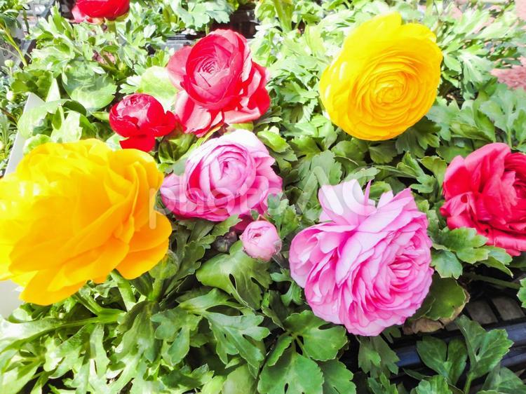 ラナンキュラス ラナンキュラス,春の花,花の写真素材