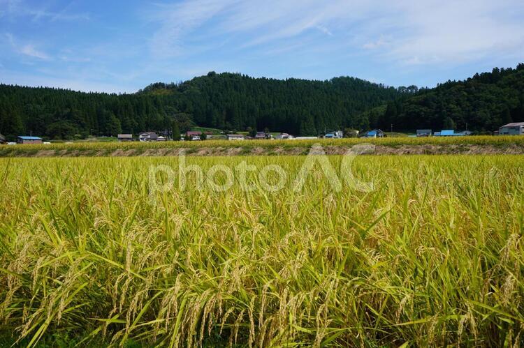 秋の稲４ 稲,秋,稲穂の写真素材