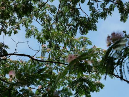 Silk tree, JPG Silk tree, JPG
