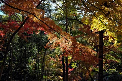 成田山公園の紅葉 千葉県成田市,成田山公園,紅葉狩りの写真素材