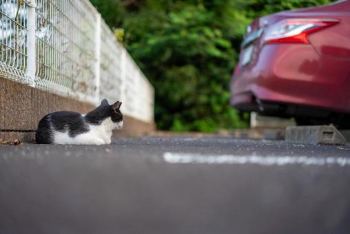 駐車場の黒白猫 猫,ねこ,ネコの写真素材