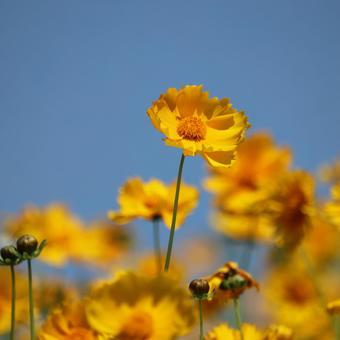 花 花の写真